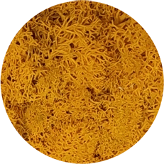 Żółty